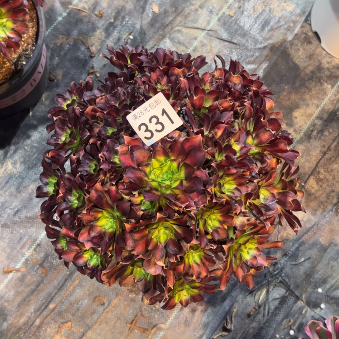 我是真的很喜欢这个