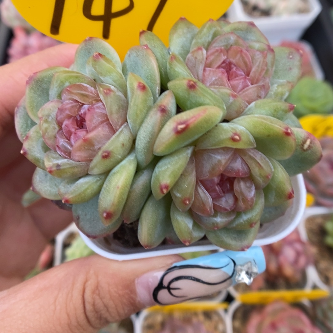 芙汐珍妮群生947号。 