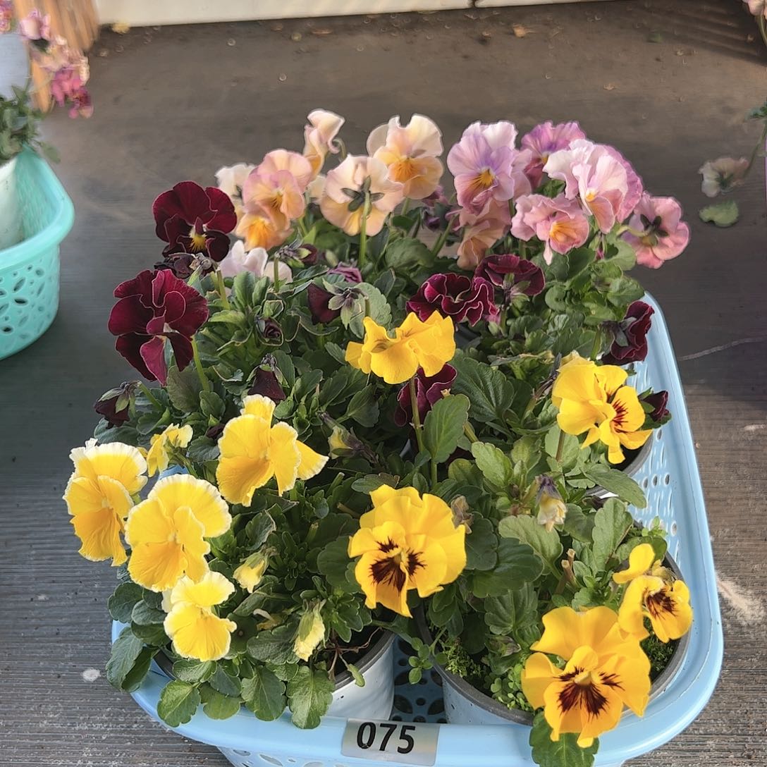 【闪购商品】075号