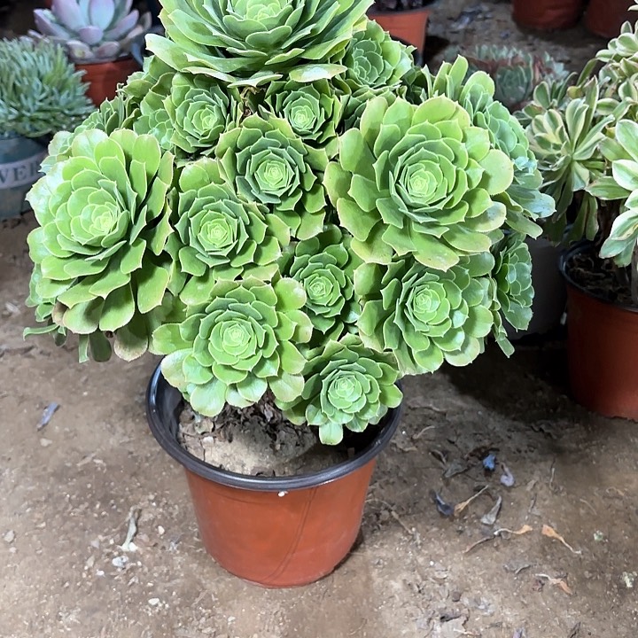 多肉植物绿羊绒32