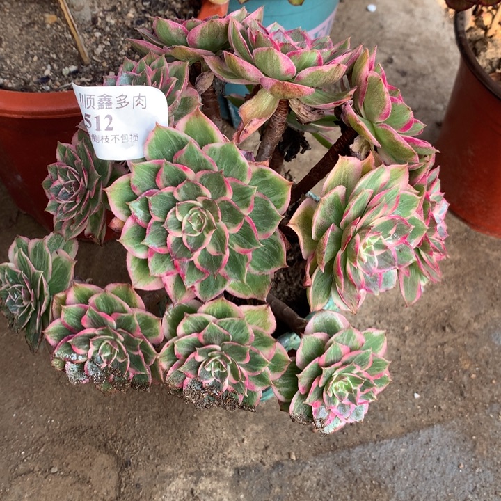 512莲花座多肉植物特价