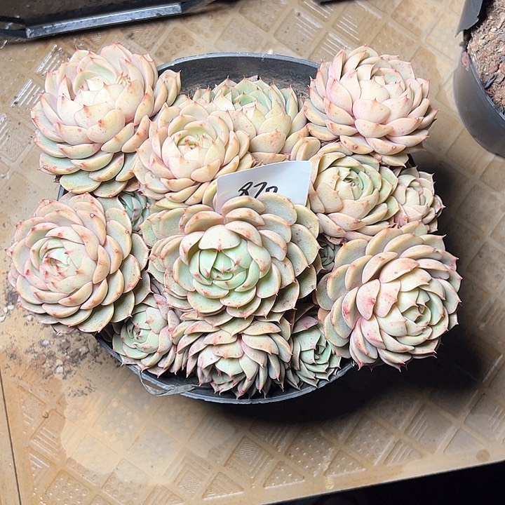 米*870//////////////////