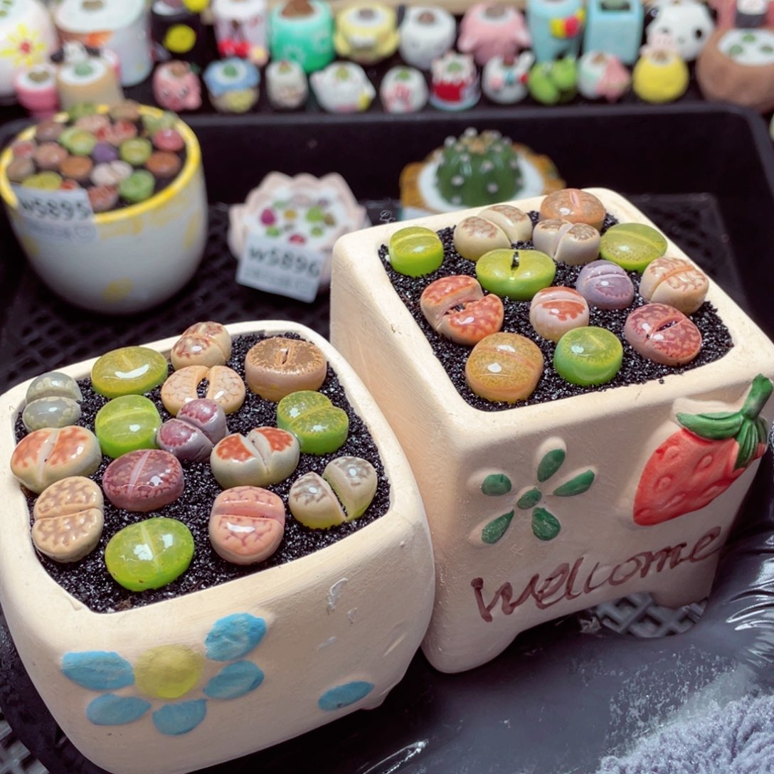 w5898--带盆土发货，零下地区拍保温箱