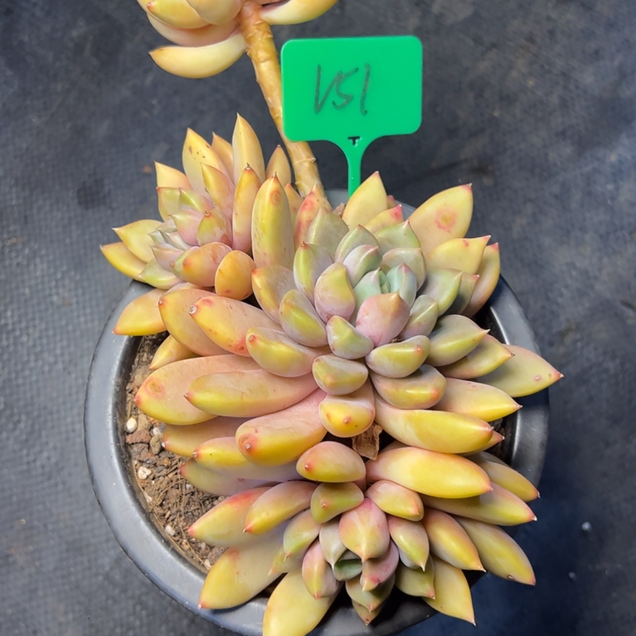 【闪购商品】151红象牙多肉58