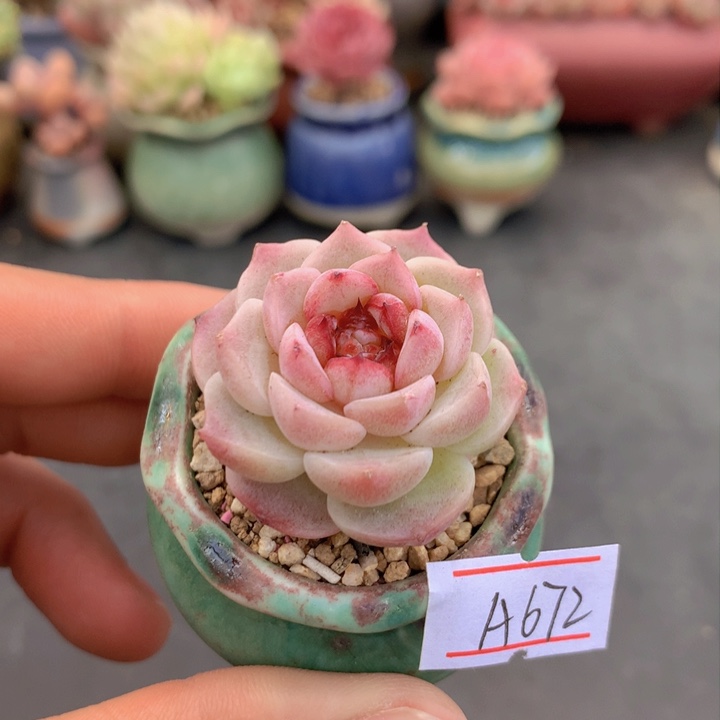 一物一拍满38包邮A672