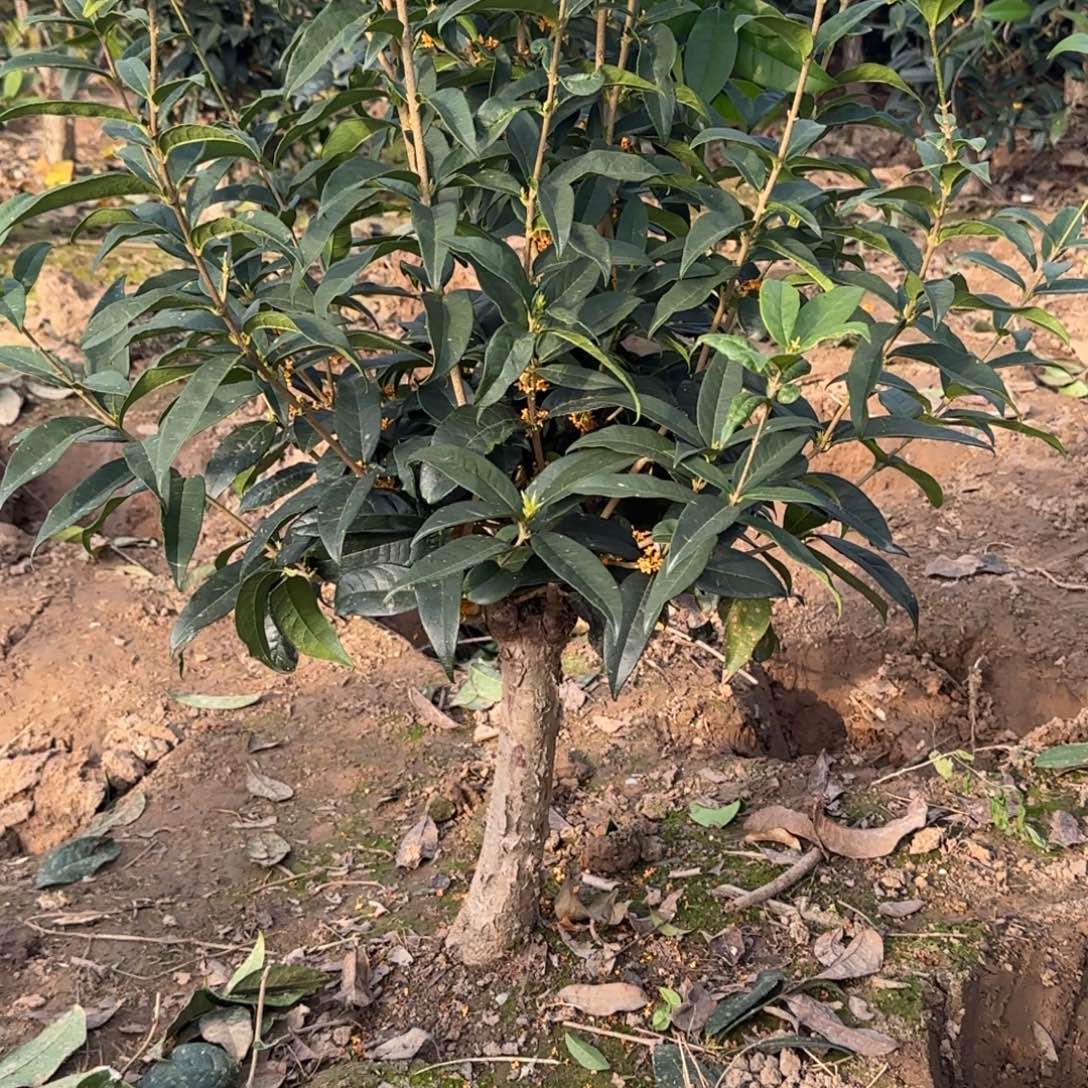 l***n无花朵桂花。四季桂系列