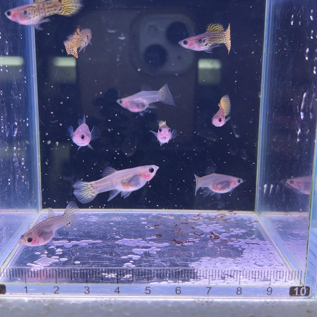 孔雀鱼野生色黄蕾丝玻璃猫5对