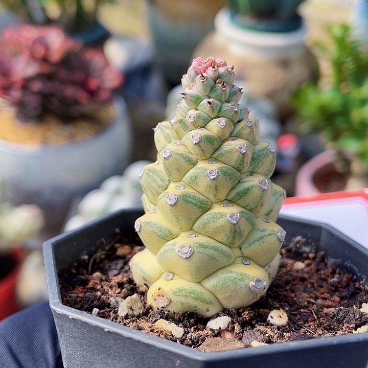 伦***天完全开放带盆土将军阁锦