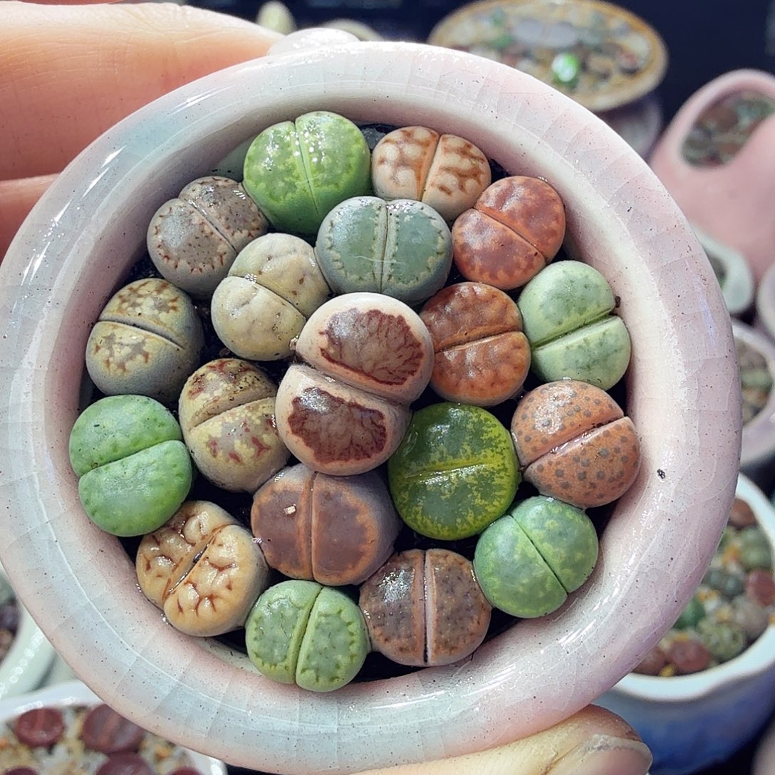 多肉植物开播福利冲809