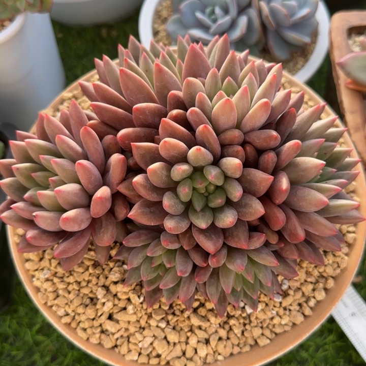 红蜻蜓的杂交多肉植物