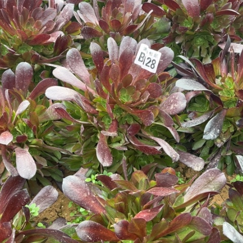 128梅花不包断枝