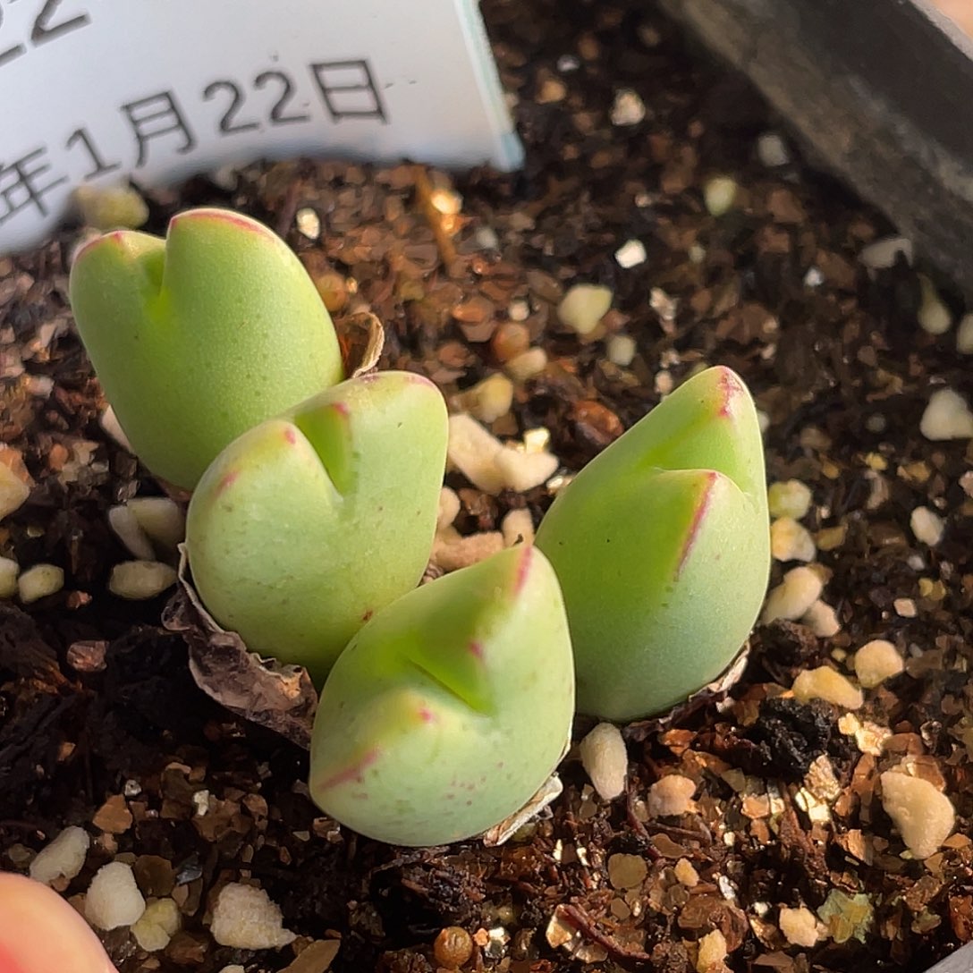 22-19将多肉植物肉锥