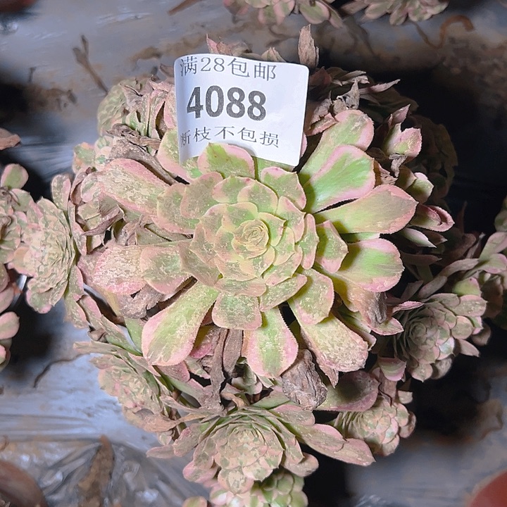 李***活4088 94霁月两颗多肉植物