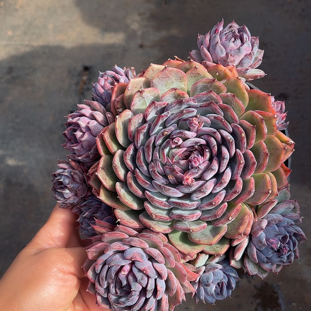 蓝色妖姫，一物一拍