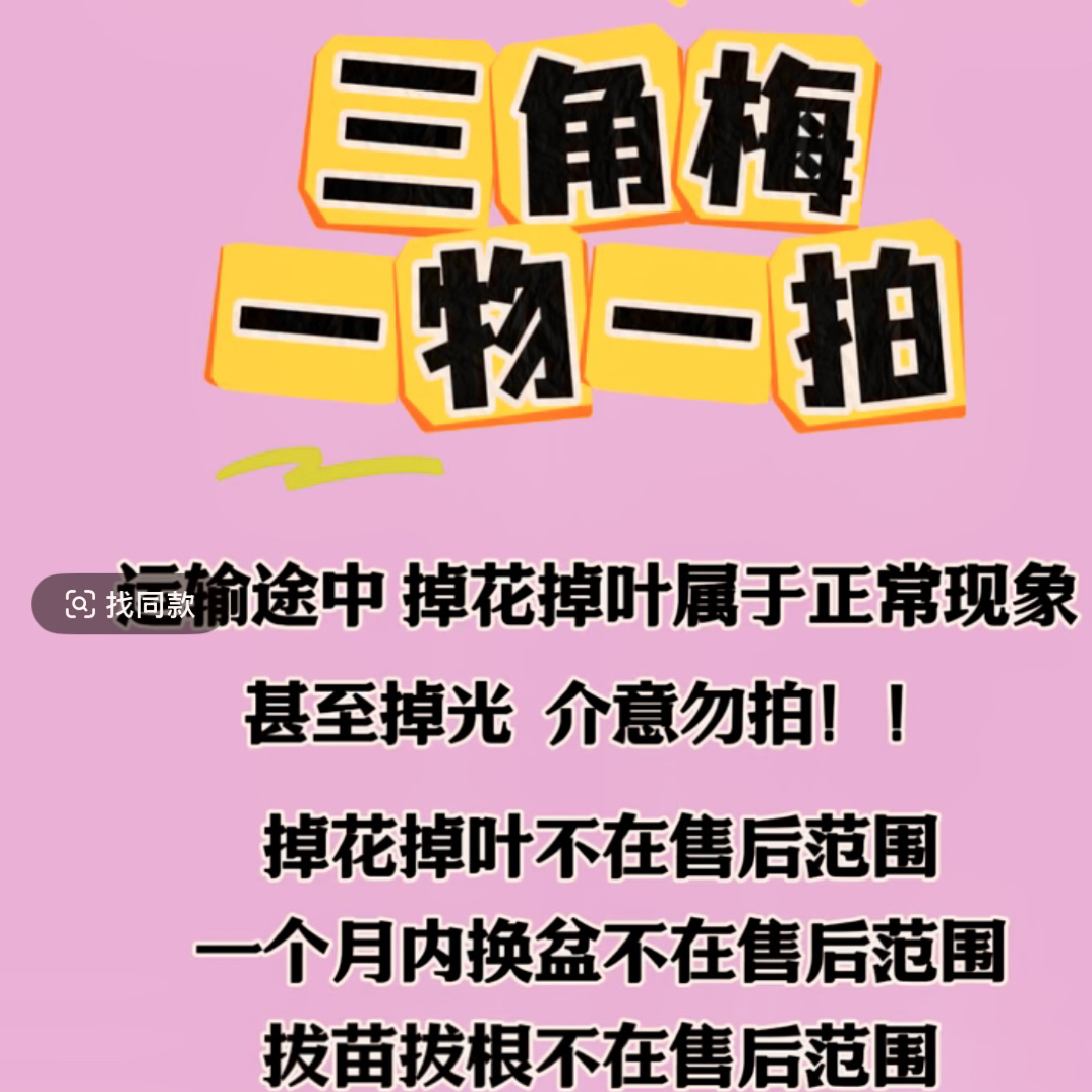 各种三角梅大苗盆栽四季开可爬藤植物适合楼顶阳台庭院
