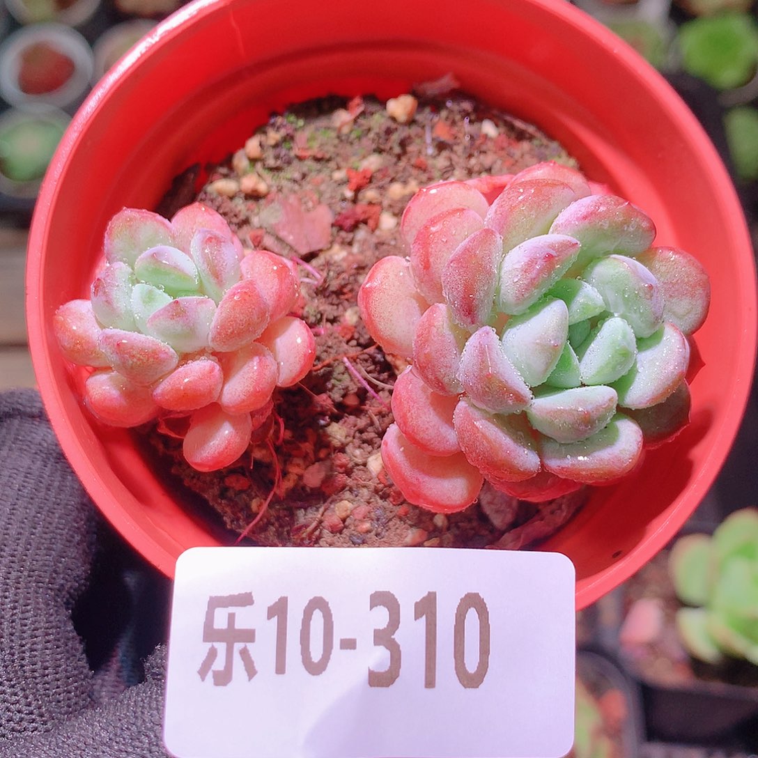 乐然10-310 珍珠豆 