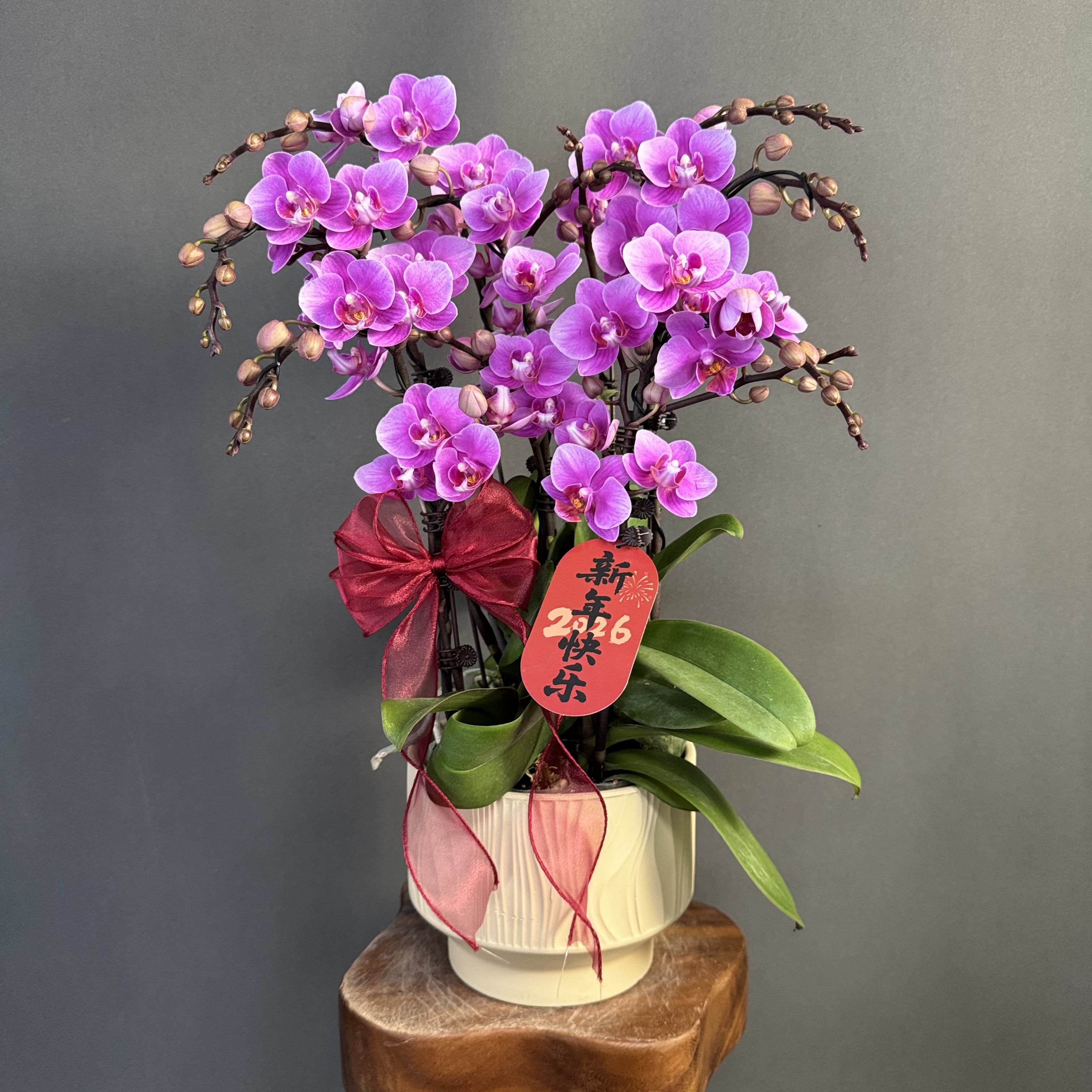 【骄阳公主】紫粉色系桌面款花花 多花苞好养活 蝴蝶兰高端室内花卉