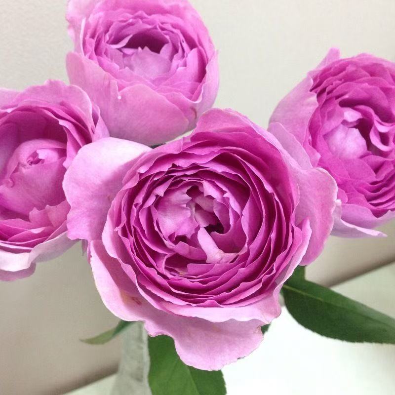 旋转香水月季 母本大苗