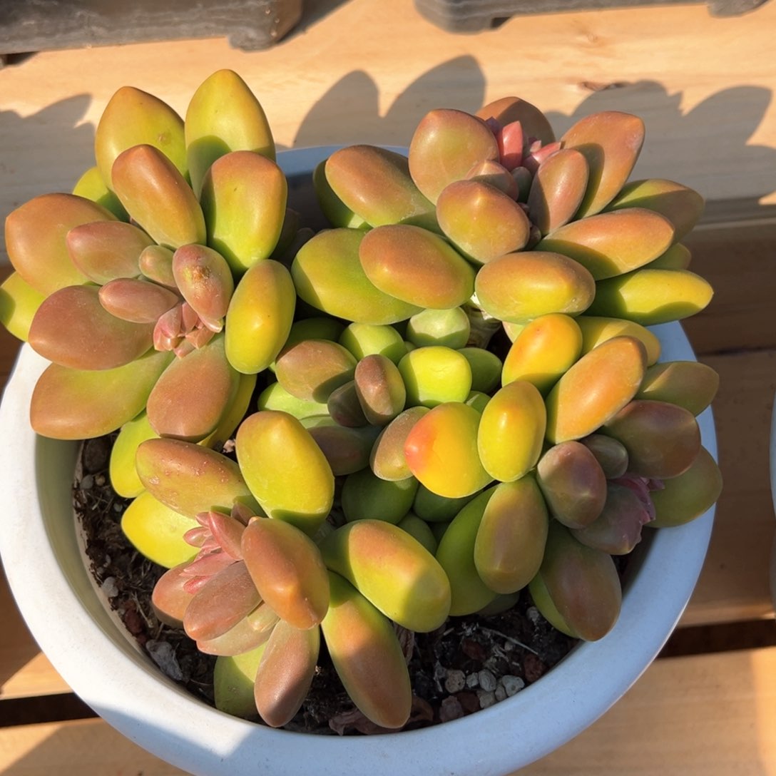 芒果奶潜力股多肉植物