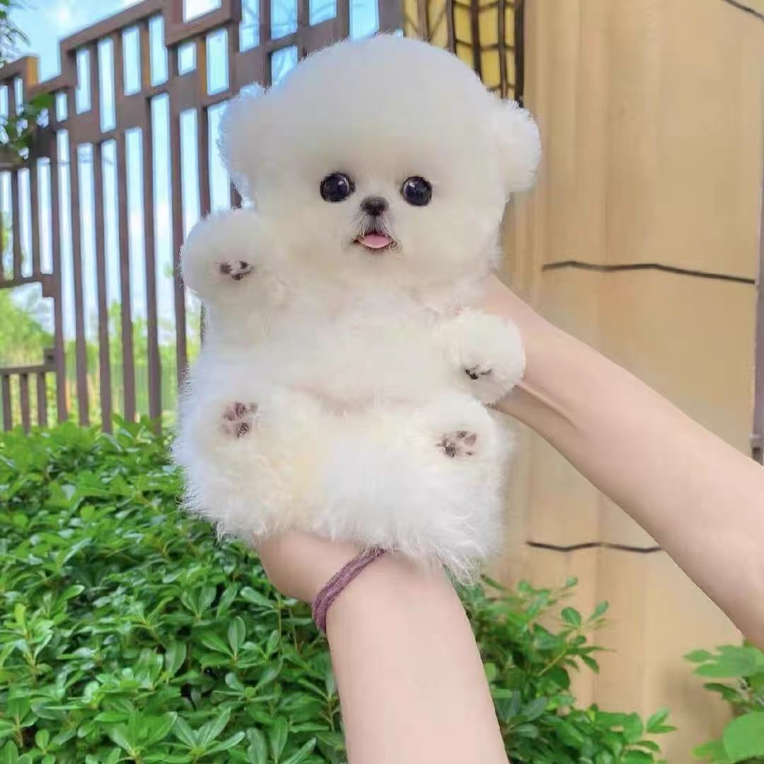 宠物狗狗直播间专用链接