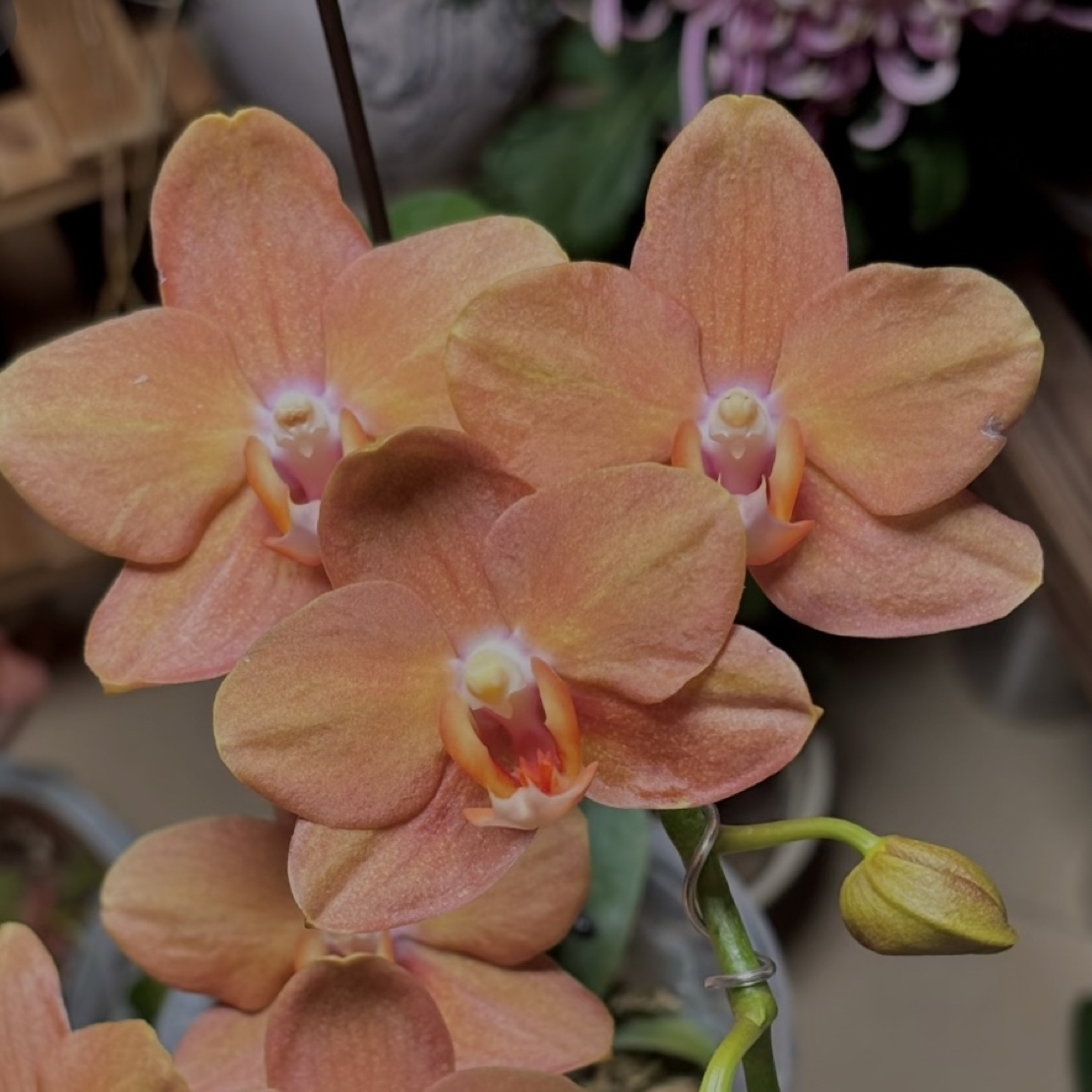 蝴蝶兰稀有橘色系蜡质花【威斯康星】2.8苗根系不多兰花威尼斯