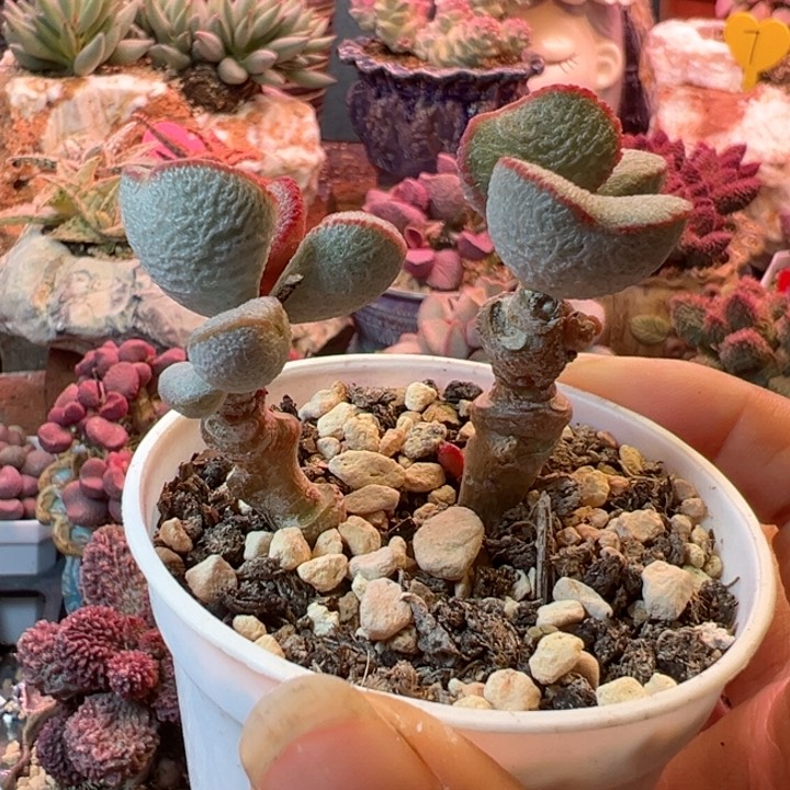 可以说是我的最爱啦