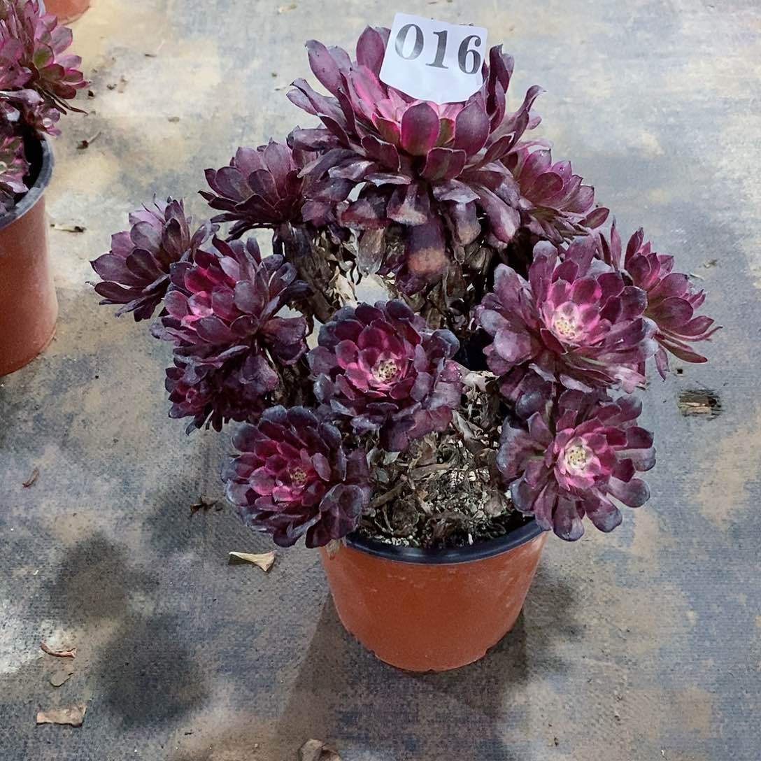 红金刚016多肉法师