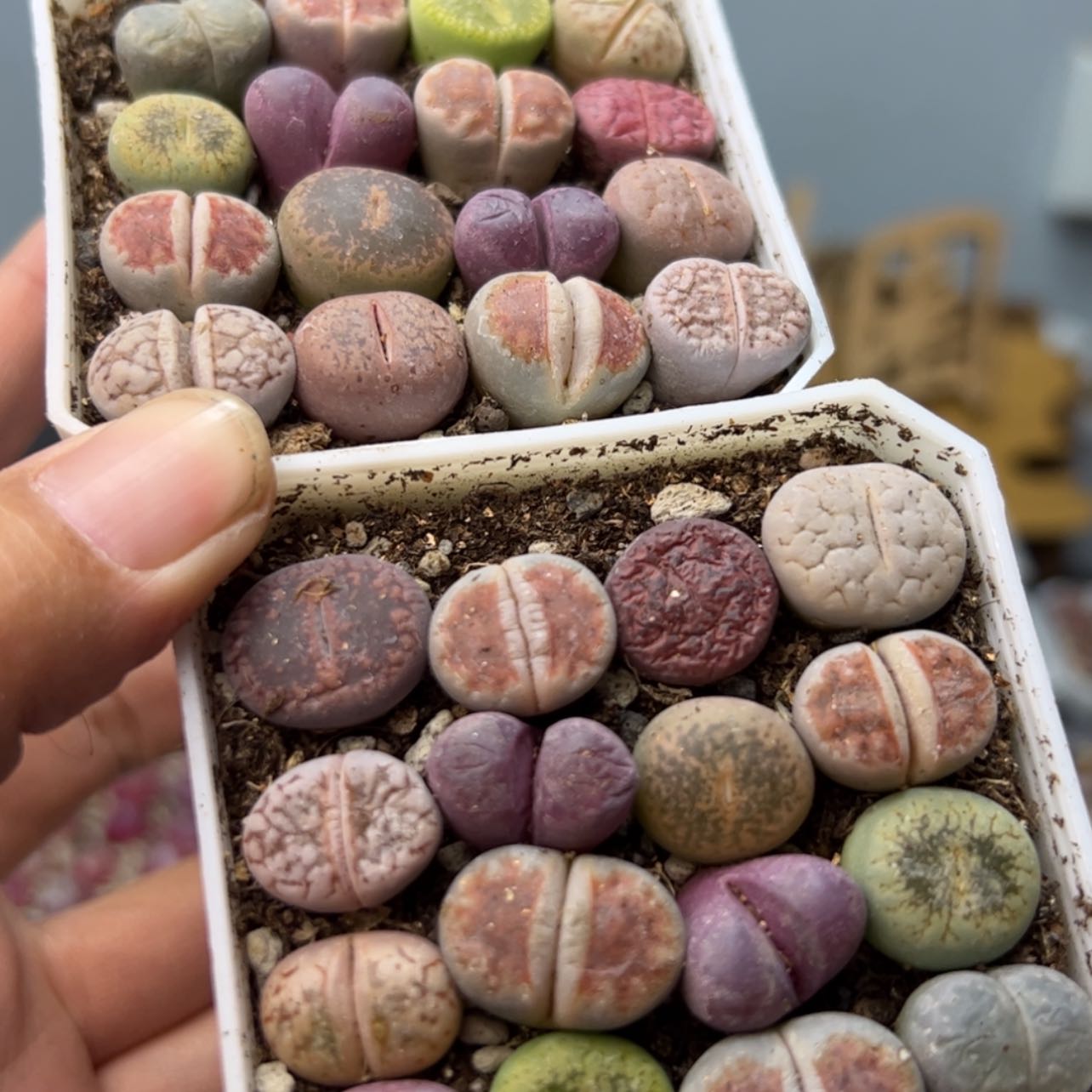 【闪购商品】0000003