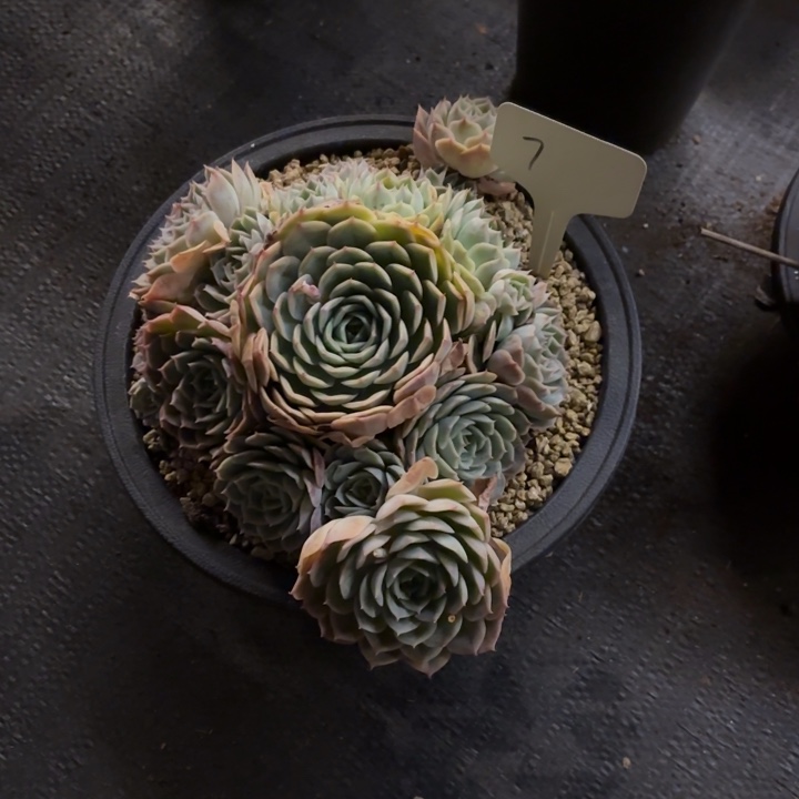 困***多肉植物，昂斯若7号