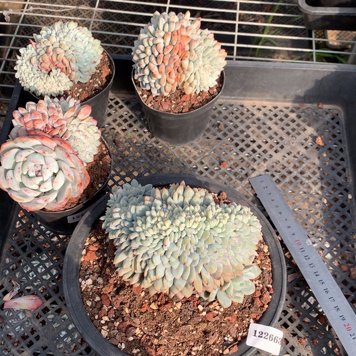 捂****122663缀嗯嗯嗯嗯嗯嗯好