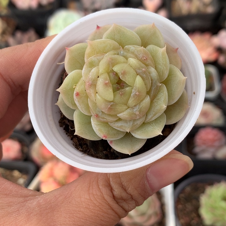 精控黄透甜心单头