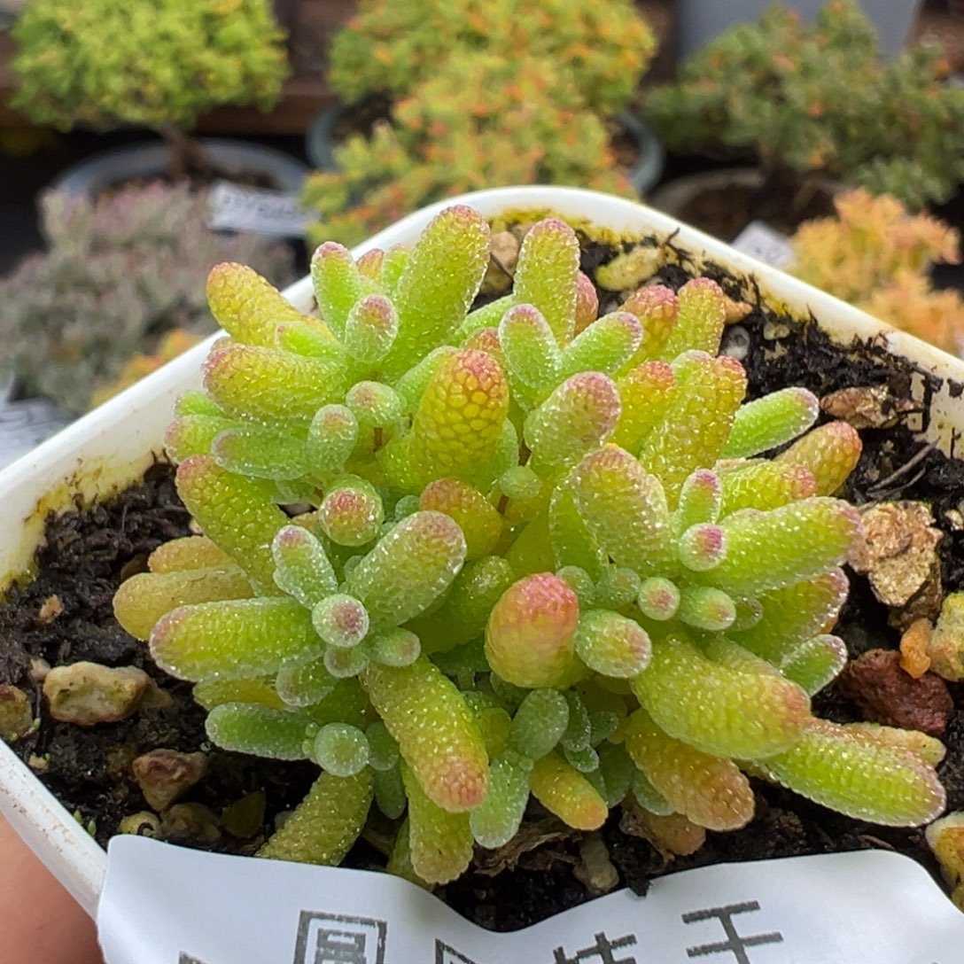 霜***序dy5517实生桔子糖冠幅3cm