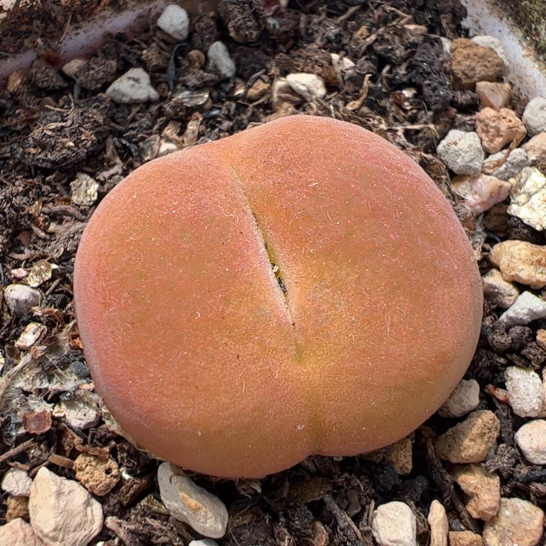 1801.1蟠桃多肉植物组合