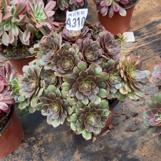 310半夏法师不包断枝