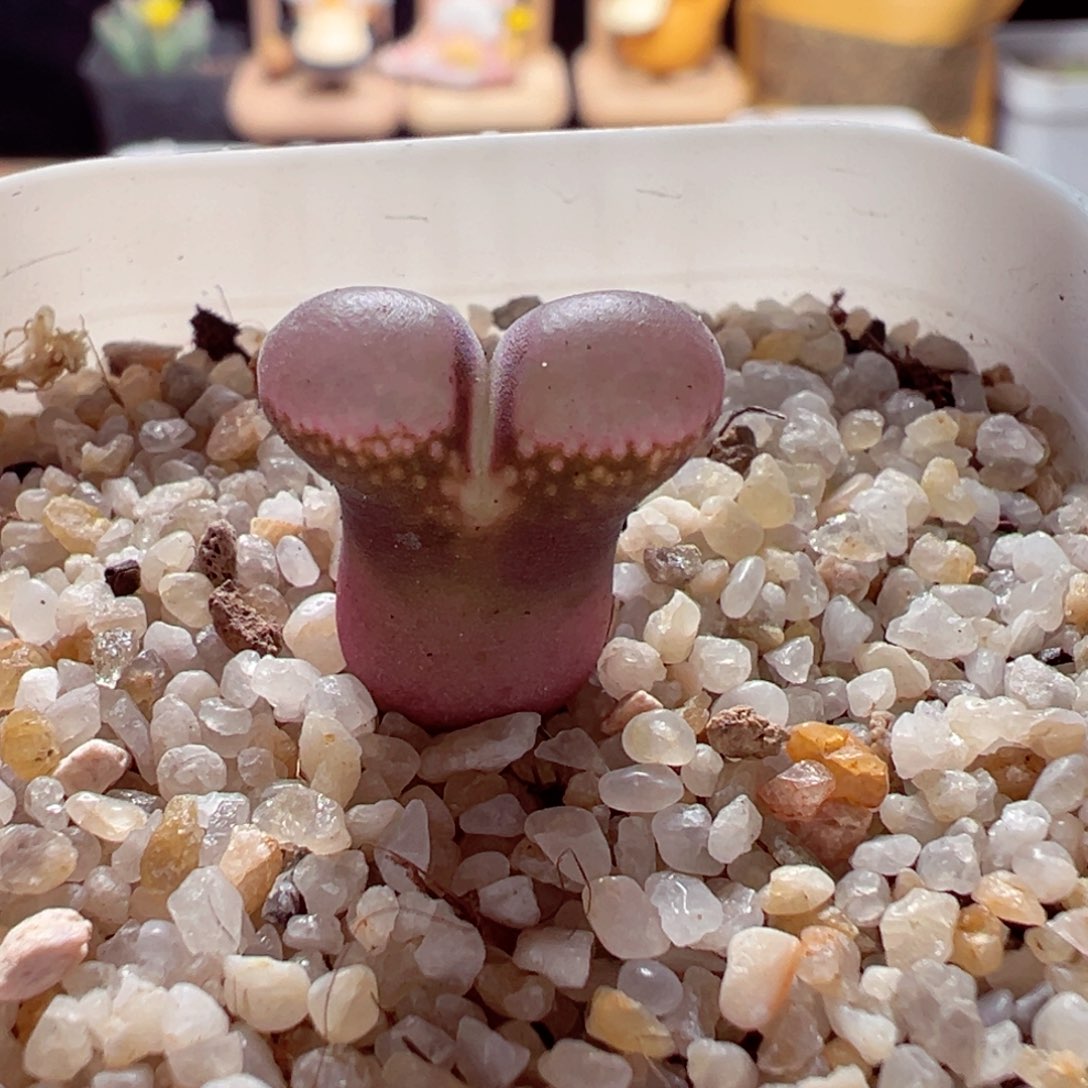 1201-156多肉多日翻窗日系