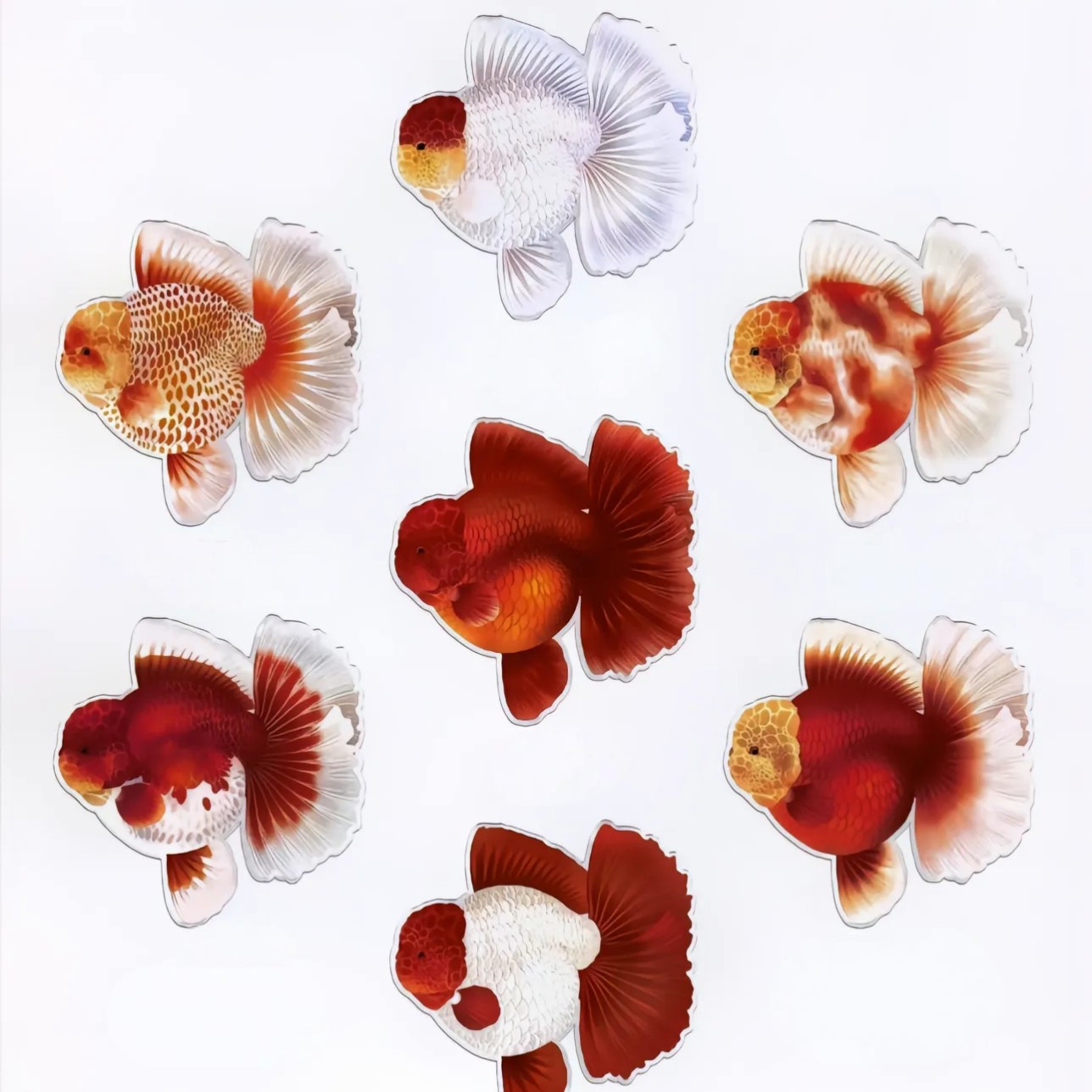 东北胡氏金鱼泰狮鱼观赏鱼