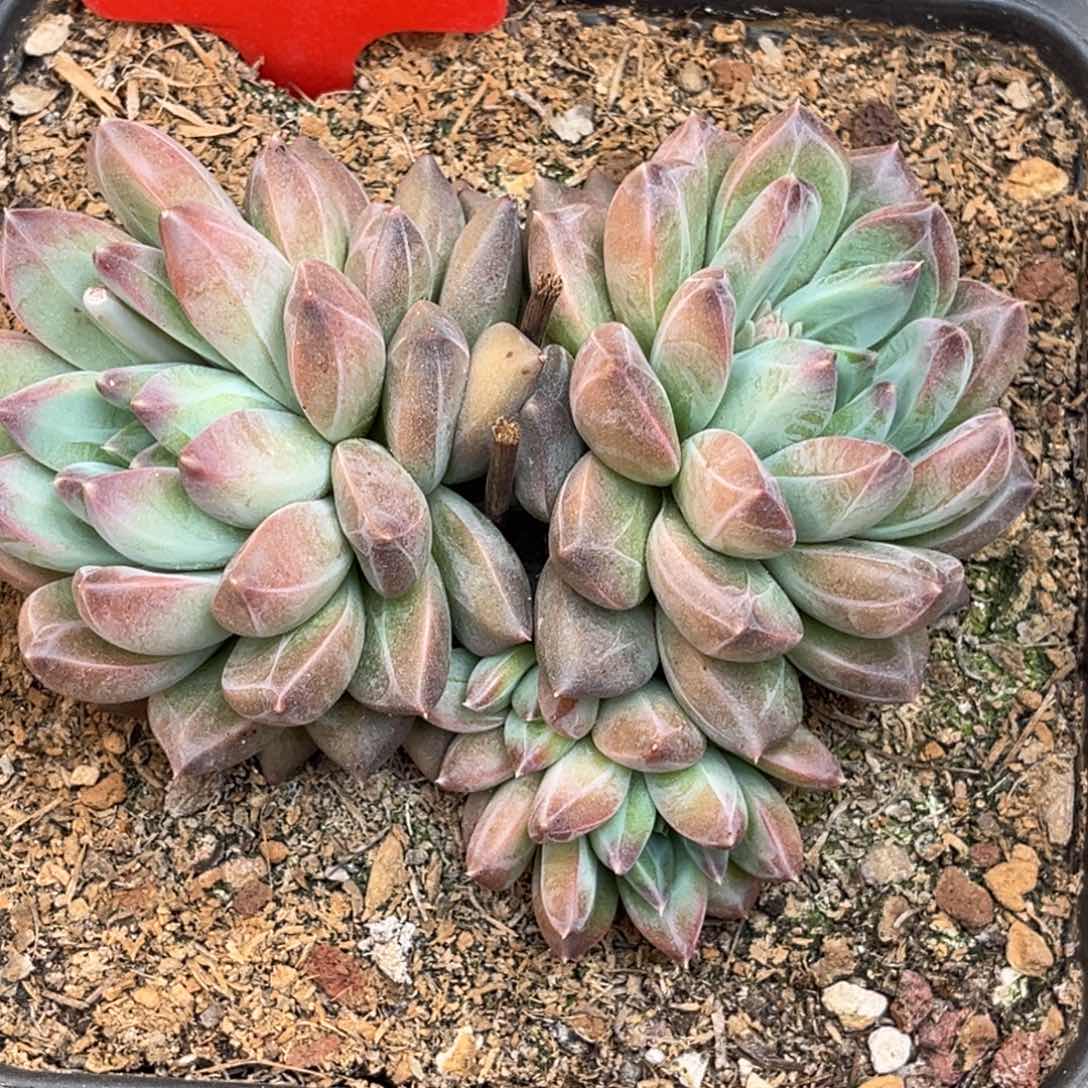 2522号上午多肉植物群生多肉植物