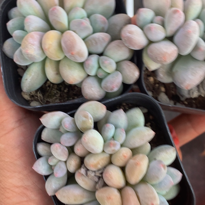 香水三头  2颗 颗  （满9.99包邮不满9.99发叶子）