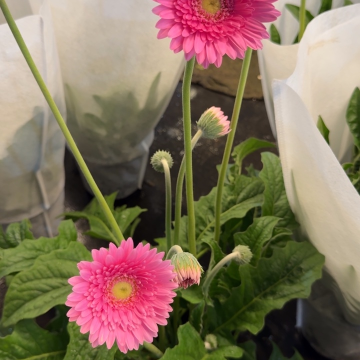 一加仑软盆非洲菊/冰玉