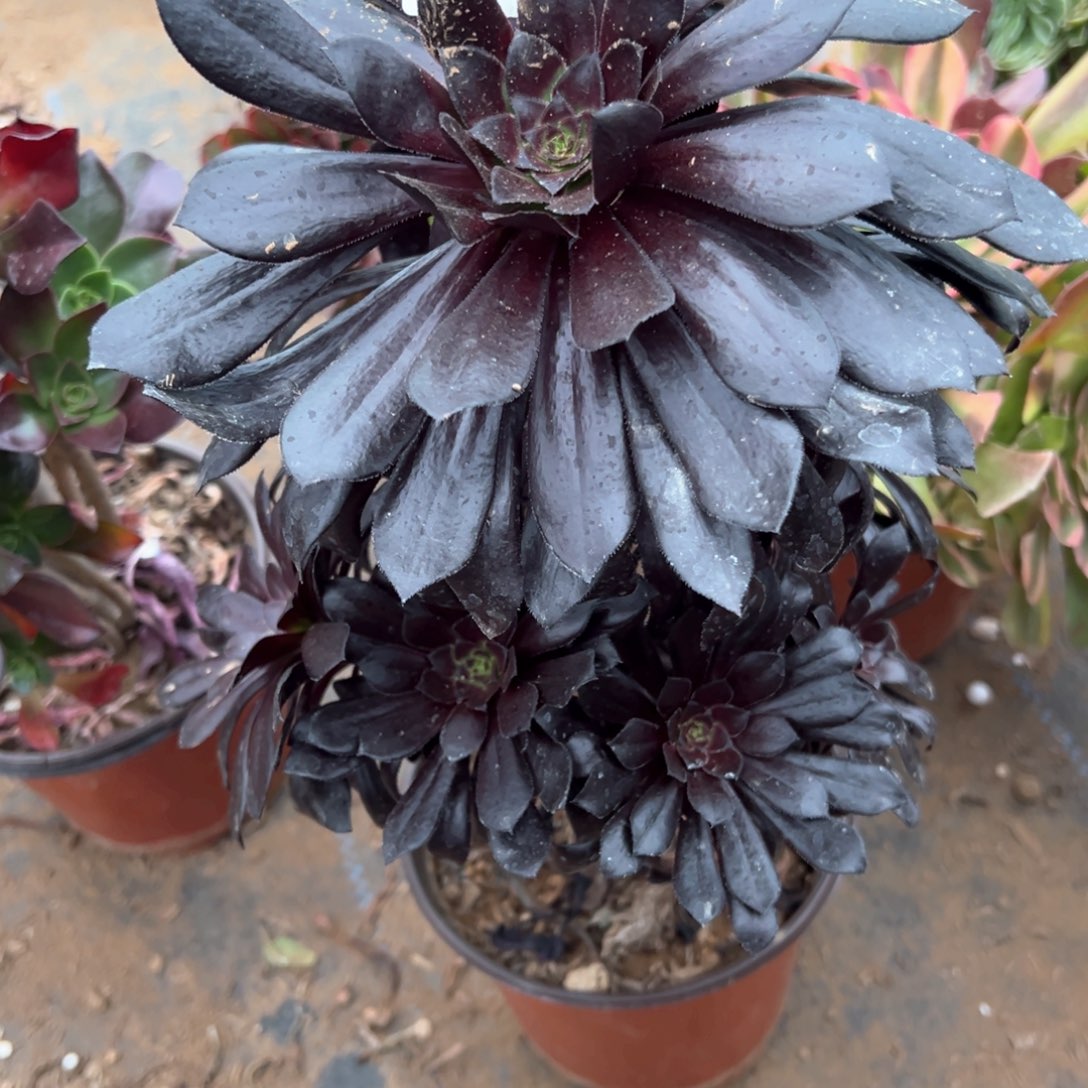 505墨法师多肉植物