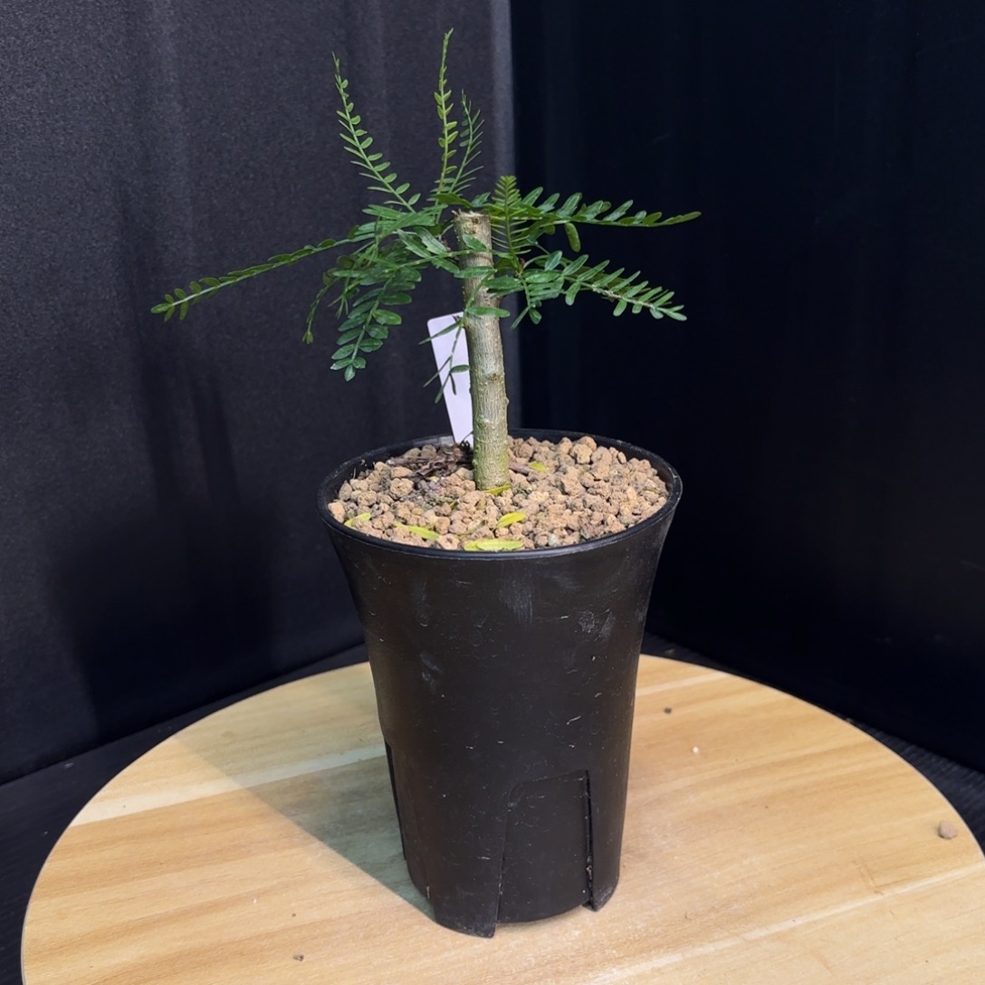 木 羽叶裂榄扦插。