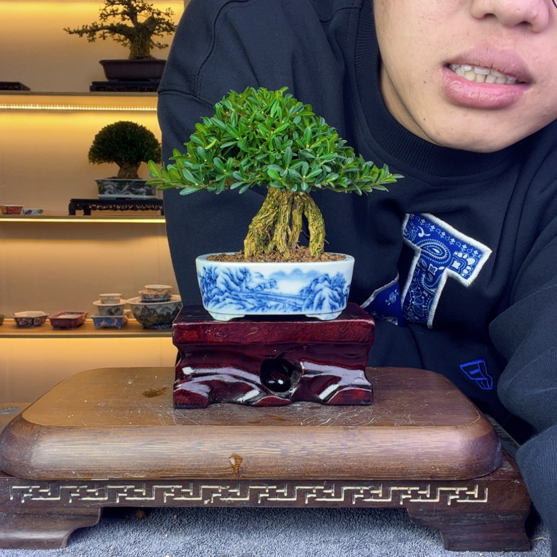 七***o无花朵1111111111111