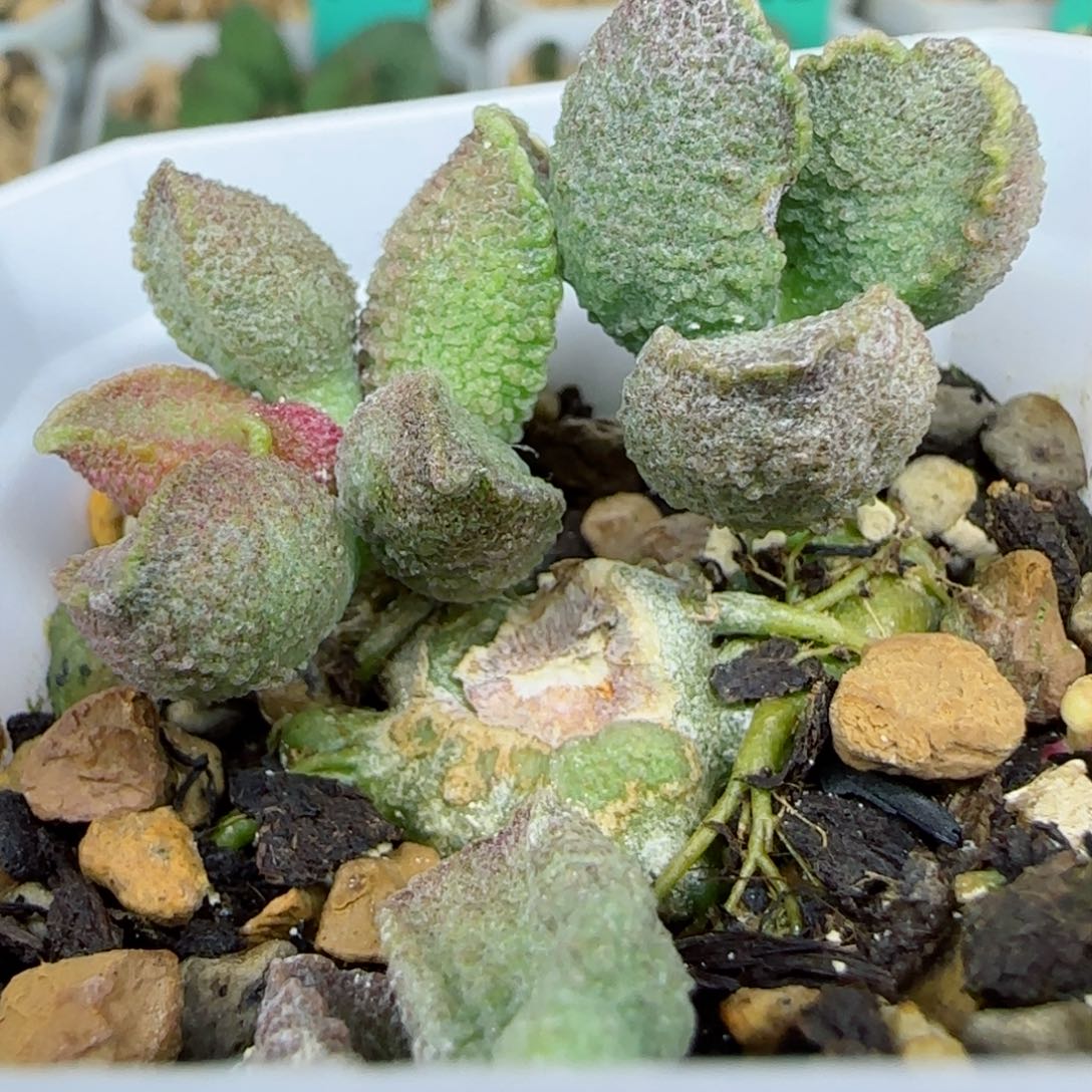 肝杂双头桩，带盆发