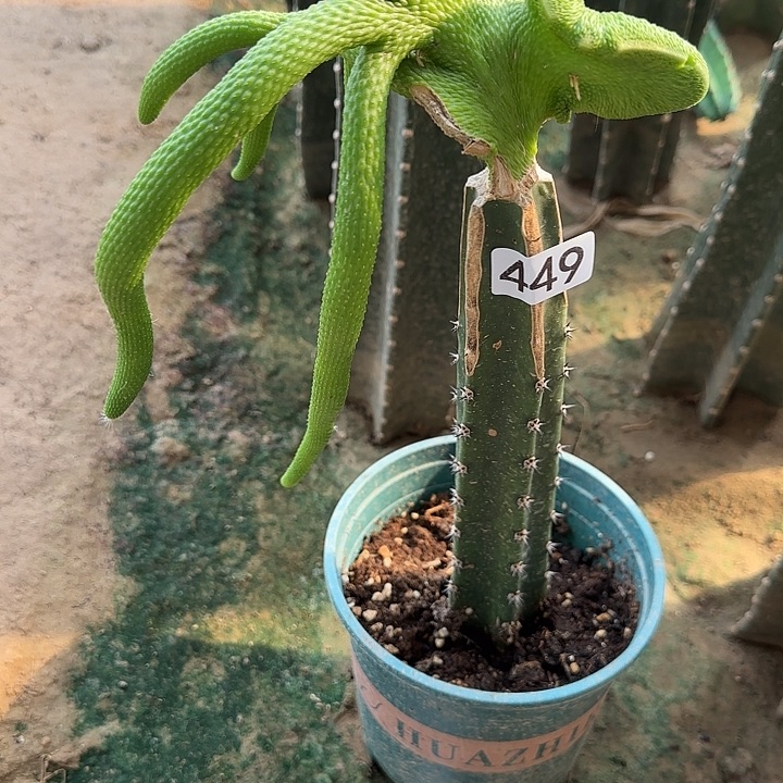 高***姐无花朵嫁接青蛇缀449