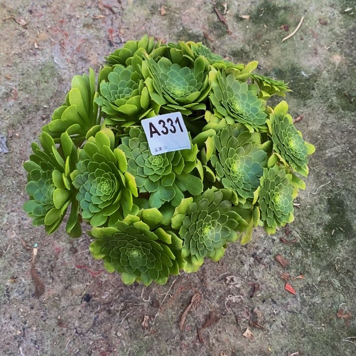 翡翠冰多肉植物331