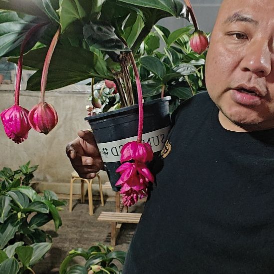窗***）无花朵宝莲灯花基地发货