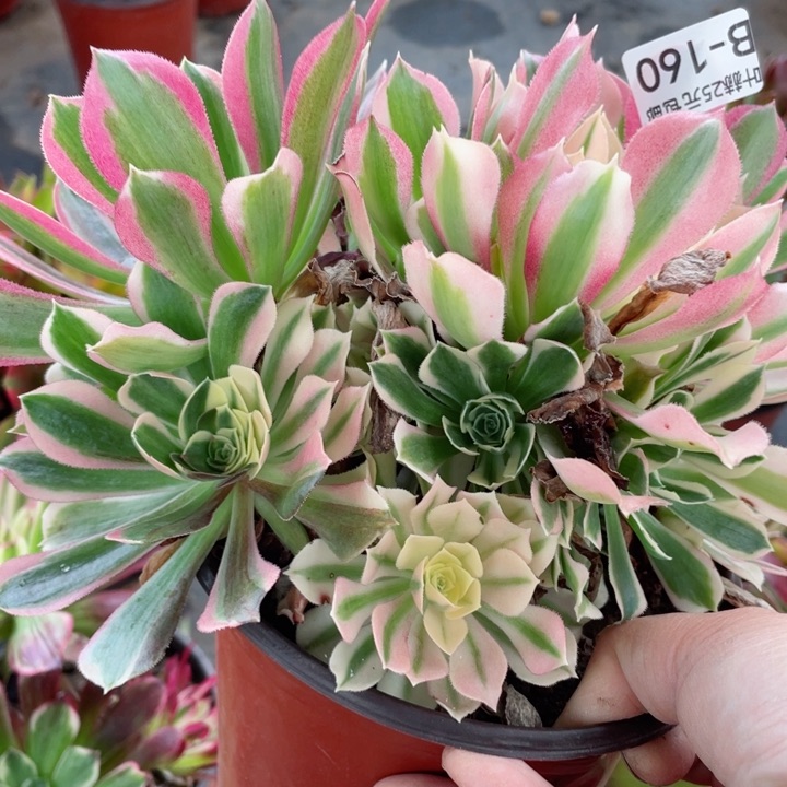 160雨花石多肉112345678