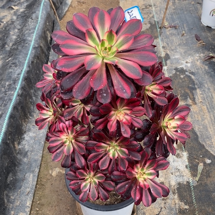 225香奶奶多肉法师