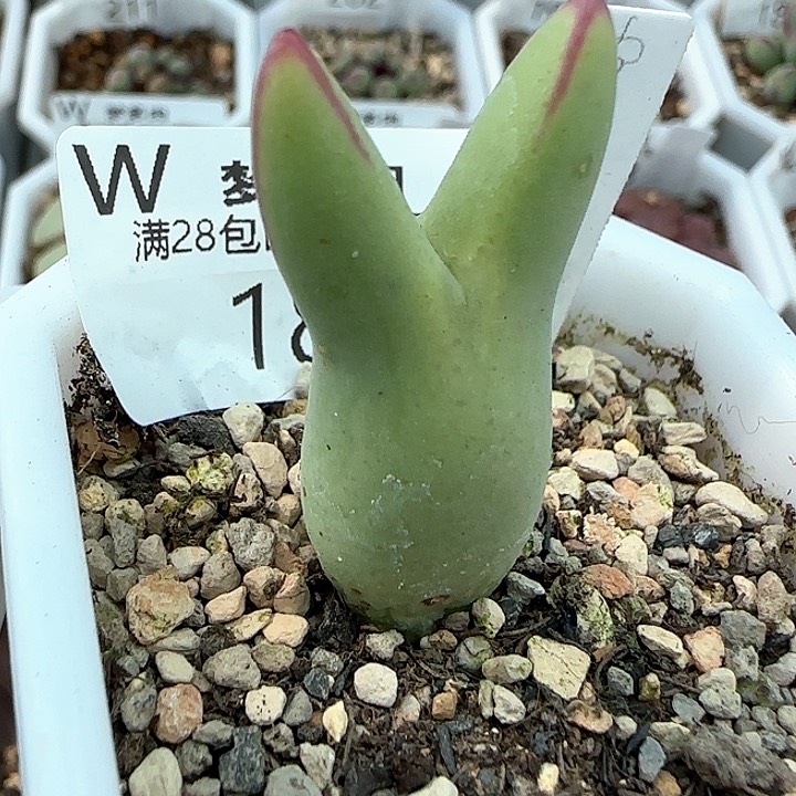 w183。    皮卡丘。  