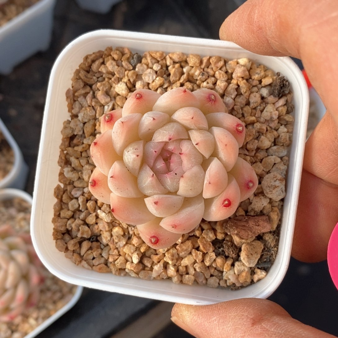 精品多肉一物一拍不包整197